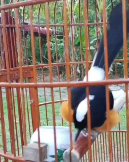 Murai Batu Sabah Vs Sarawak: Perbandingan Karakteristik dan Pesona Murai Batu Sabah Vs Sarawak: Perbandingan Karakteristik dan Pesona