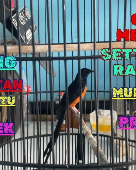 Panduan Lengkap Pola Perawatan Murai Batu Rumahan yang Efektif Panduan Lengkap Pola Perawatan Murai Batu Rumahan yang Efektif