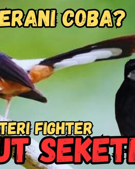 Cara Efektif Melatih Murai Batu dengan Burung Lain Sebagai Metode Latihan Cara Efektif Melatih Murai Batu dengan Burung Lain Sebagai Metode Latihan