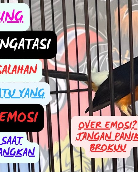 Rawatan Murai Batu Over Emosi: Tips dan Teknik Efektif Rawatan Murai Batu Over Emosi: Tips dan Teknik Efektif