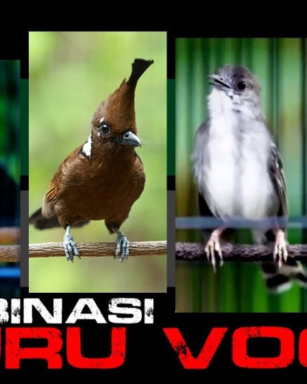 Kombinasi Suara Lovebird dan Kenari: Harmoni Indah untuk Penggemar Burung Kombinasi Suara Lovebird dan Kenari: Harmoni Indah untuk Penggemar Burung