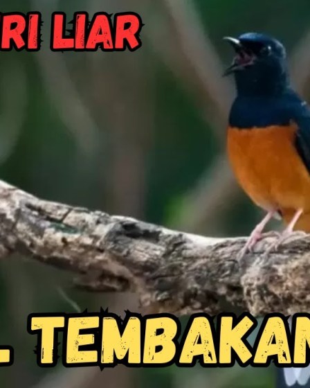 Cara Membuat Murai Batu Gacor Alami dengan Teknik Efektif Cara Membuat Murai Batu Gacor Alami dengan Teknik Efektif