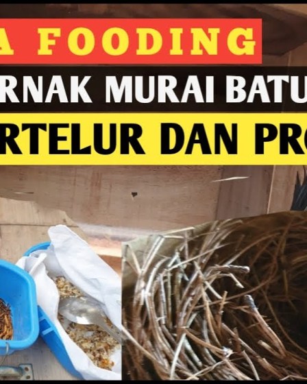 Pola Makan Murai Batu Biar Stabil: Tips dan Trik Terbaik Pola Makan Murai Batu Biar Stabil: Tips dan Trik Terbaik