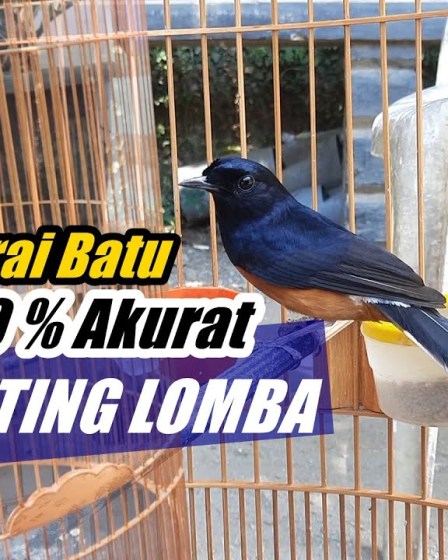 Ciri Murai Batu Siap Lomba: Kenali Karakteristik Unggulan ini Ciri Murai Batu Siap Lomba: Kenali Karakteristik Unggulan ini