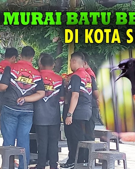 Berita Kontes Murai Batu Terbaru: Sorotan Menarik dari Dunia Perburungan Berita Kontes Murai Batu Terbaru: Sorotan Menarik dari Dunia Perburungan