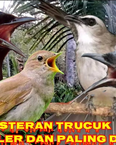 Cara Memilih Suara Masteran Terbaik untuk Kualitas Audio Maksimal Cara Memilih Suara Masteran Terbaik untuk Kualitas Audio Maksimal