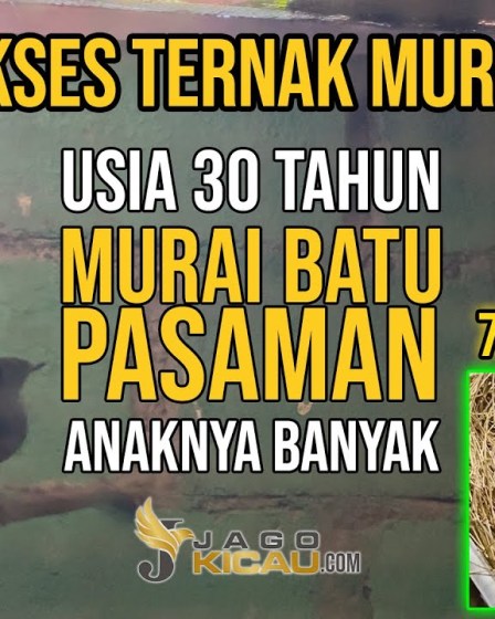 Profil Kicau Mania Sukses Beternak Murai: Rahasia dan Tips Terbaik Profil Kicau Mania Sukses Beternak Murai: Rahasia dan Tips Terbaik