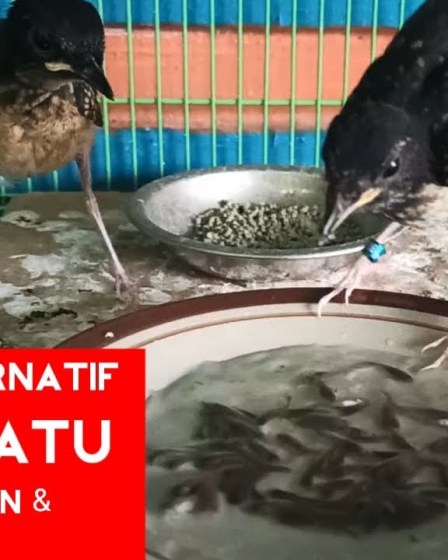Pentingnya Pakan Tambahan Murai Batu Harian untuk Suara Optimal Pentingnya Pakan Tambahan Murai Batu Harian untuk Suara Optimal