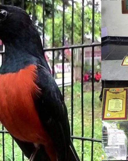 Murai Batu Koleksi Juara Nasional: Keunggulan dan Tips Perawatan Murai Batu Koleksi Juara Nasional: Keunggulan dan Tips Perawatan