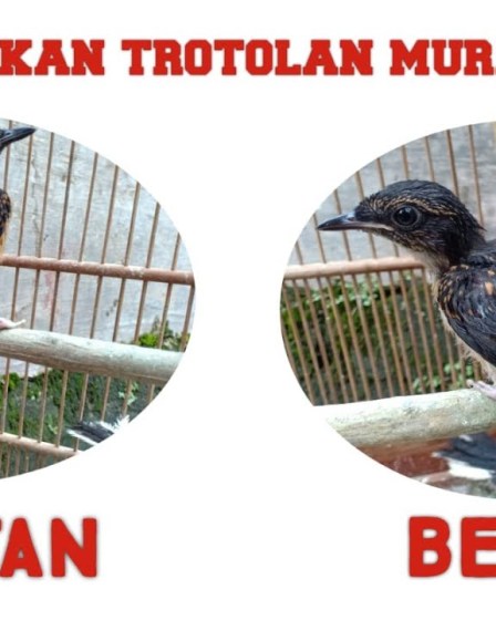 Murai Batu Trotol Betina Vs Jantan: Cari Tahu Perbedaannya Sekarang Murai Batu Trotol Betina Vs Jantan: Cari Tahu Perbedaannya Sekarang