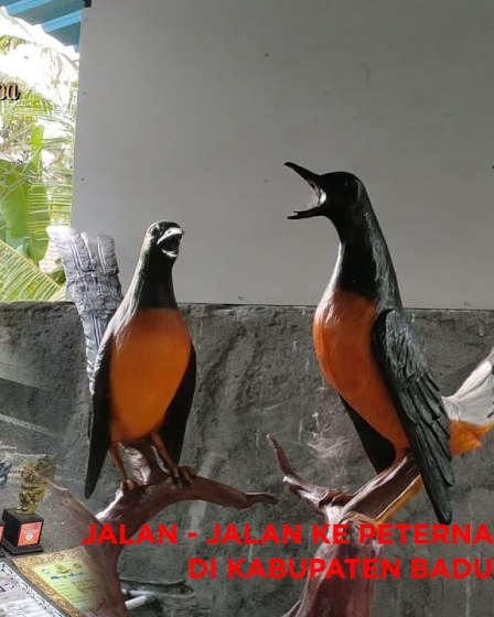 Keindahan Murai Batu Nias Full Hitam yang Memukau para Pecinta Burung Keindahan Murai Batu Nias Full Hitam yang Memukau para Pecinta Burung