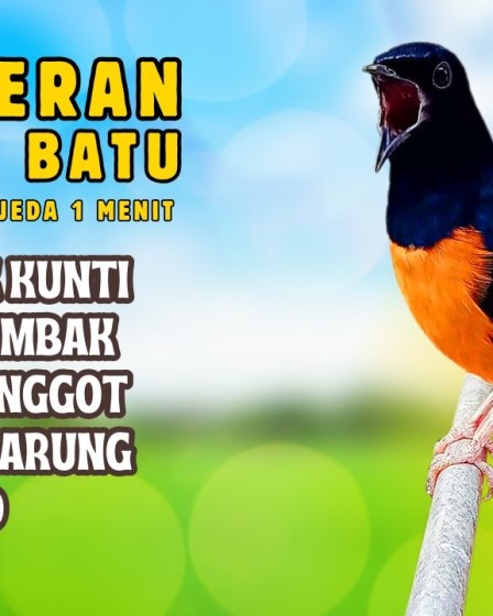 Durasi Mastering Murai Batu Ideal untuk Suara yang Optimal Durasi Mastering Murai Batu Ideal untuk Suara yang Optimal