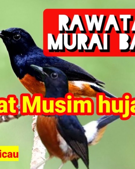 Setelan Murai Batu Musim Hujan: Tips Memaksimalkan Suara dan Penampilan Setelan Murai Batu Musim Hujan: Tips Memaksimalkan Suara dan Penampilan