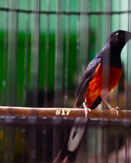 Cara Membuat Murai Batu Cepat Bunyi: Tips Ampuh untuk Anda Cara Membuat Murai Batu Cepat Bunyi: Tips Ampuh untuk Anda