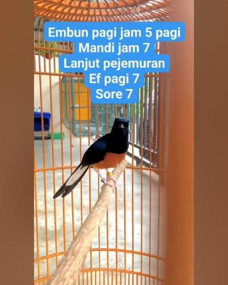 Panduan Jadwal Jemur Murai Batu Harian untuk Kesehatan Optimal Panduan Jadwal Jemur Murai Batu Harian untuk Kesehatan Optimal