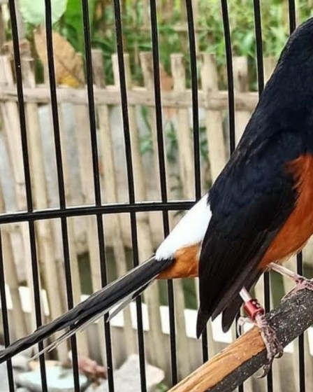 Panduan Lengkap Forum Jual Beli Murai Batu Gacor Terpercaya Panduan Lengkap Forum Jual Beli Murai Batu Gacor Terpercaya