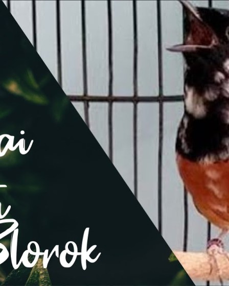 Murai Batu Blorok: Kenali Keunikan Bulunya yang Memikat Murai Batu Blorok: Kenali Keunikan Bulunya yang Memikat