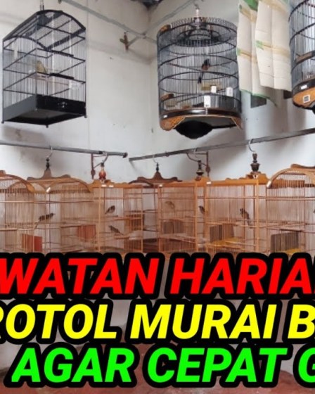 Tips Efektif untuk Perawatan Murai Batu Trotol Muda Anda Tips Efektif untuk Perawatan Murai Batu Trotol Muda Anda