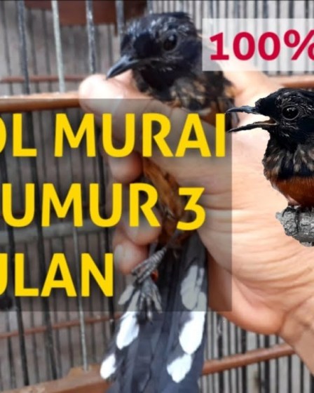 Murai Batu Trotol Umur 3 Bulan: Tips Perawatan dan Pemeliharaan Murai Batu Trotol Umur 3 Bulan: Tips Perawatan dan Pemeliharaan