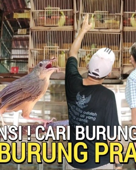 Info Pasar Burung Pramuka Terbaru: Update Harga dan Jenis Populer Info Pasar Burung Pramuka Terbaru: Update Harga dan Jenis Populer