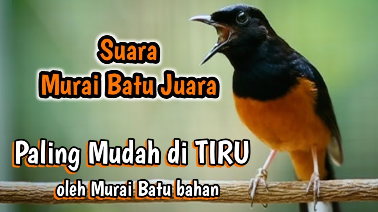 Suara Isian Favorit Murai Batu Juara untuk Meningkatkan Performanya Suara Isian Favorit Murai Batu Juara untuk Meningkatkan Performanya