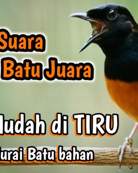 Suara Isian Favorit Murai Batu Juara untuk Meningkatkan Performanya Suara Isian Favorit Murai Batu Juara untuk Meningkatkan Performanya