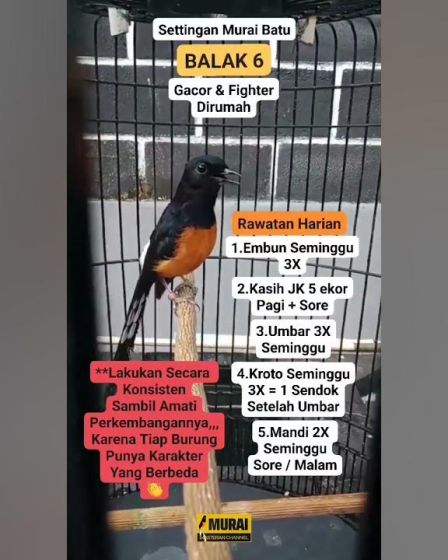 Cara Mastering Murai Batu Harian agar Suara Lebih Jernih Cara Mastering Murai Batu Harian agar Suara Lebih Jernih