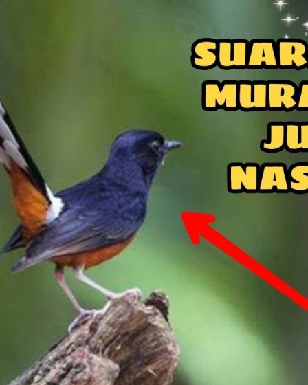 Profil Murai Batu Juara Nasional: Rahasia Keberhasilannya yang Menarik Profil Murai Batu Juara Nasional: Rahasia Keberhasilannya yang Menarik