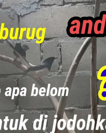 Ciri Murai Batu Betina Siap Kawin yang Perlu Anda Ketahui Ciri Murai Batu Betina Siap Kawin yang Perlu Anda Ketahui