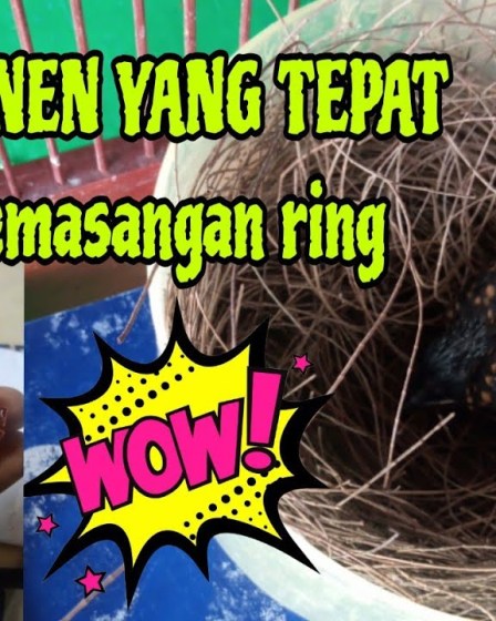 Murai Batu Ring Resmi dan Fungsinya: Panduan Lengkap untuk Pecinta Burung Murai Batu Ring Resmi dan Fungsinya: Panduan Lengkap untuk Pecinta Burung