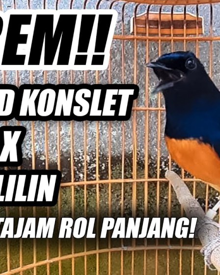 Latihan Isian Cililin untuk Murai Batu: Tips dan Manfaat Efektif Latihan Isian Cililin untuk Murai Batu: Tips dan Manfaat Efektif