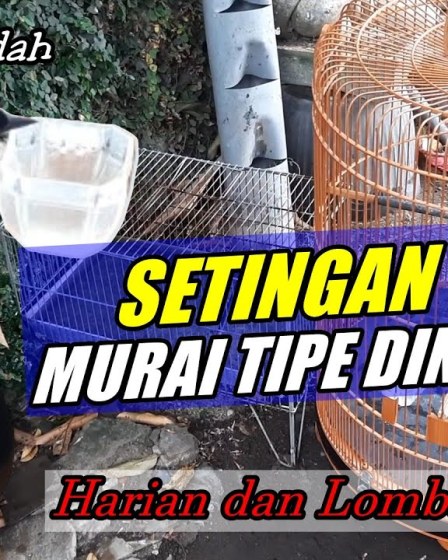 Setelan Harian Murai Batu Lomba: Tips Sukses untuk Juara Setelan Harian Murai Batu Lomba: Tips Sukses untuk Juara