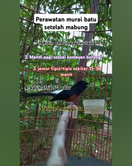 Perawatan Murai Batu Mabung Berat: Tips Efektif untuk Kesuksesan Perawatan Murai Batu Mabung Berat: Tips Efektif untuk Kesuksesan
