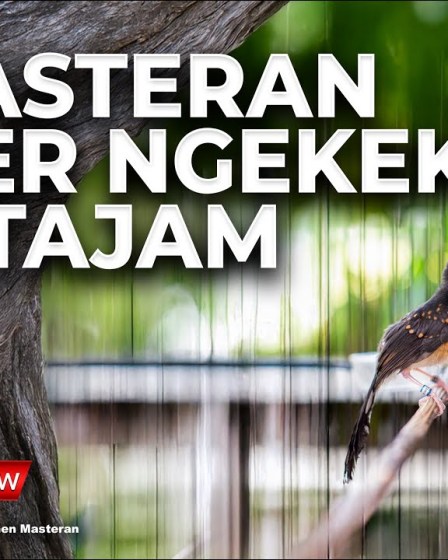 Optimalisasi Penggunaan Masteran Alami di Lapangan untuk Hasil Maksimal Optimalisasi Penggunaan Masteran Alami di Lapangan untuk Hasil Maksimal
