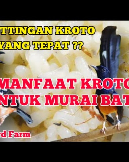 Pemberian Kroto untuk Murai Batu: Tips dan Manfaatnya agar Optimal Pemberian Kroto untuk Murai Batu: Tips dan Manfaatnya agar Optimal