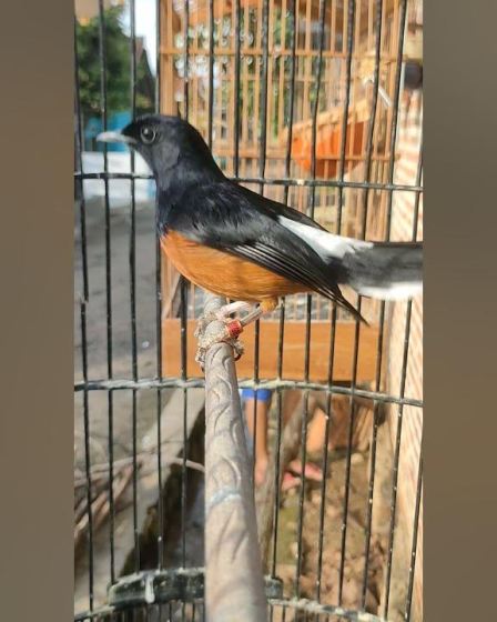 Waktu Terbaik Menjemur Murai Batu untuk Kesehatan Optimalnya Waktu Terbaik Menjemur Murai Batu untuk Kesehatan Optimalnya