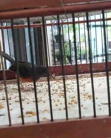 Strategi Efektif Pemberian Jangkrik Murai Batu Trotol untuk Pertumbuhan Optimal Strategi Efektif Pemberian Jangkrik Murai Batu Trotol untuk Pertumbuhan Optimal