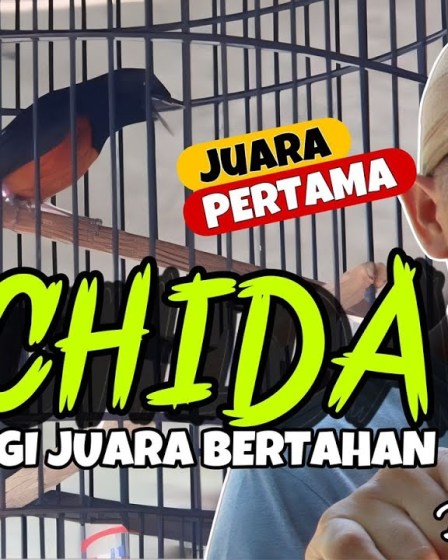 Kehebatan Murai Batu Juara Piala Wali Kota: Rahasia Suksesnya Kehebatan Murai Batu Juara Piala Wali Kota: Rahasia Suksesnya