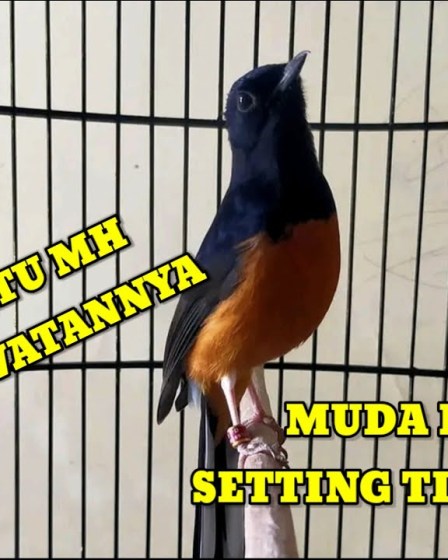 Perawatan Murai Batu Muda Hutan: Tips Sukses untuk Pemula Perawatan Murai Batu Muda Hutan: Tips Sukses untuk Pemula