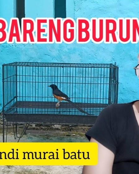 Cara Memandikan Murai Batu yang Benar untuk Kesehatan Optimal Cara Memandikan Murai Batu yang Benar untuk Kesehatan Optimal