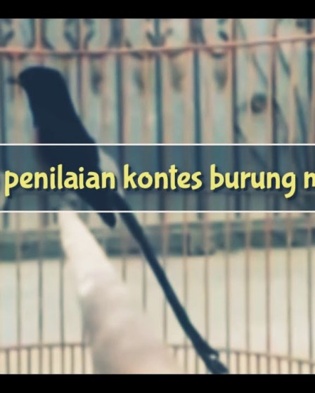 Tips Menilai Murai Batu di Kontes untuk Hasil Terbaik Anda Tips Menilai Murai Batu di Kontes untuk Hasil Terbaik Anda