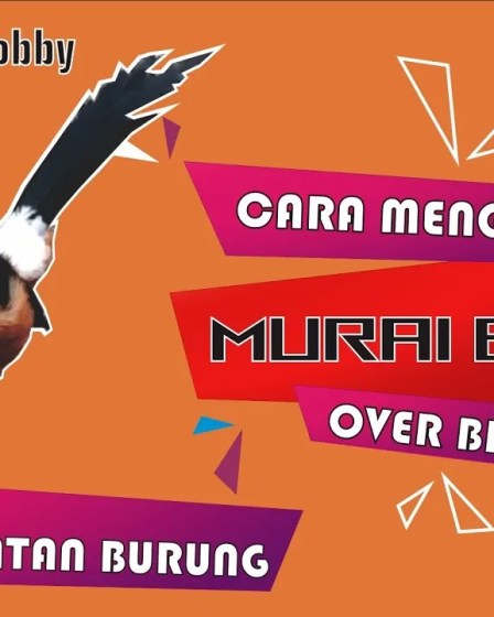 Perawatan Murai Batu saat Birahi Tinggi: Tips Efektif untuk Pencinta Burung Perawatan Murai Batu saat Birahi Tinggi: Tips Efektif untuk Pencinta Burung