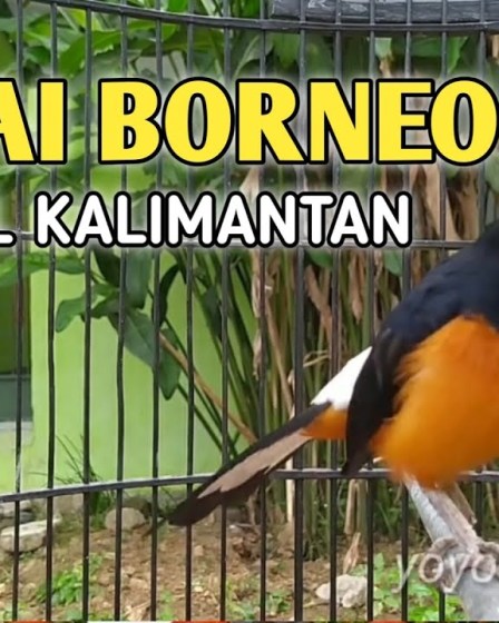 Murai Batu Borneo Vs Kalimantan: Perbandingan Menarik yang Wajib Diketahui Murai Batu Borneo Vs Kalimantan: Perbandingan Menarik yang Wajib Diketahui