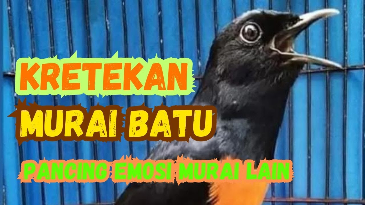 Latihan Murai Batu Pagi Hari Efektif untuk Suara Optimal Latihan Murai Batu Pagi Hari Efektif untuk Suara Optimal