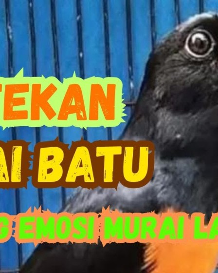 Latihan Murai Batu Pagi Hari Efektif untuk Suara Optimal Latihan Murai Batu Pagi Hari Efektif untuk Suara Optimal
