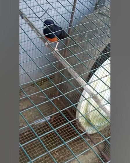 Murai Batu Body Kecil Tapi Gacor: Tips Merawat dan Memelihara Murai Batu Body Kecil Tapi Gacor: Tips Merawat dan Memelihara