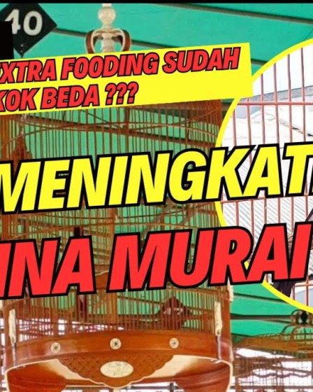 Efektif dan Alami: Cara Menambah Stamina Murai Batu dengan Mudah Efektif dan Alami: Cara Menambah Stamina Murai Batu dengan Mudah