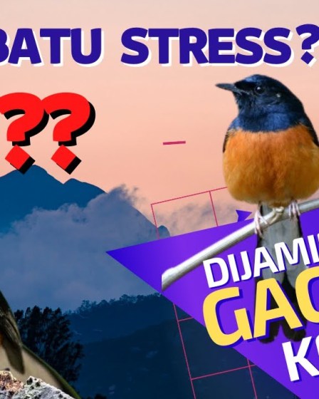 Latihan Murai Batu agar Tidak Drop Mental: Tips Efektif dan Praktis Latihan Murai Batu agar Tidak Drop Mental: Tips Efektif dan Praktis