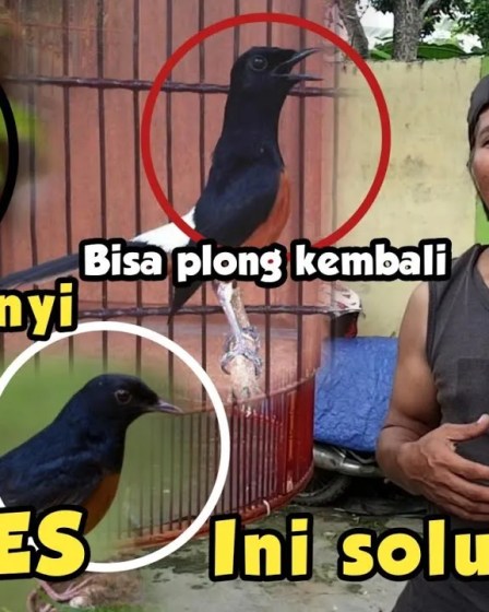 Cara Mengatasi Murai Batu Stres dengan Metode Efektif dan Aman Cara Mengatasi Murai Batu Stres dengan Metode Efektif dan Aman