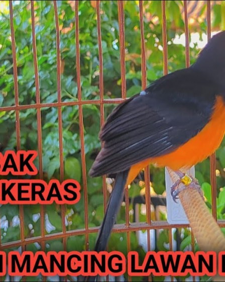 Cara Melatih Murai Batu Nembak Panjang Secara Efektif dan Menyenangkan Cara Melatih Murai Batu Nembak Panjang Secara Efektif dan Menyenangkan